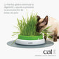 Senses Cat Grass Kit