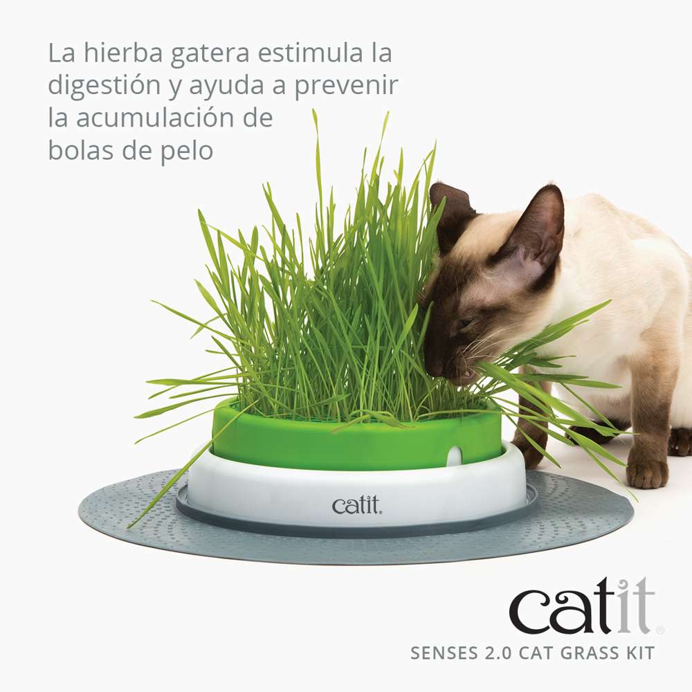 Senses Cat Grass Kit