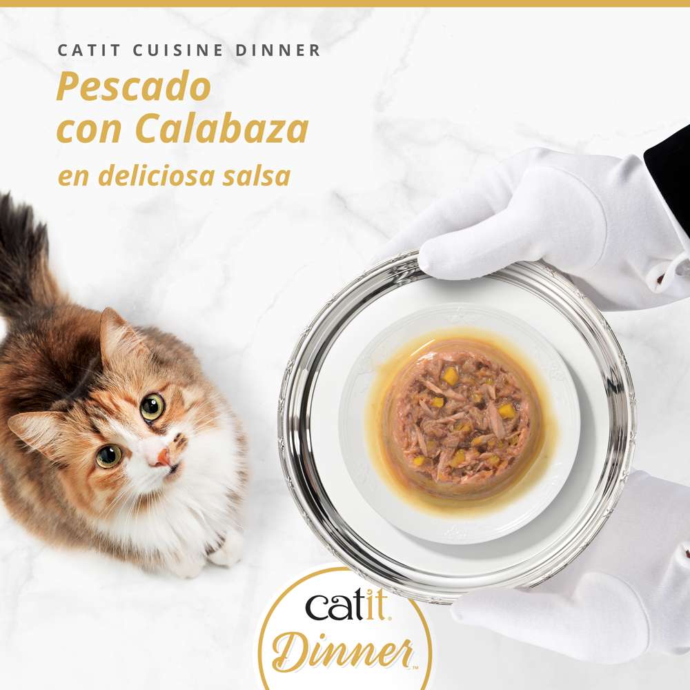 Gato esperando su plato de comida húmeda Catit Cuisine Dinner de Pescado con Calabaza servido al estilo gourmet.