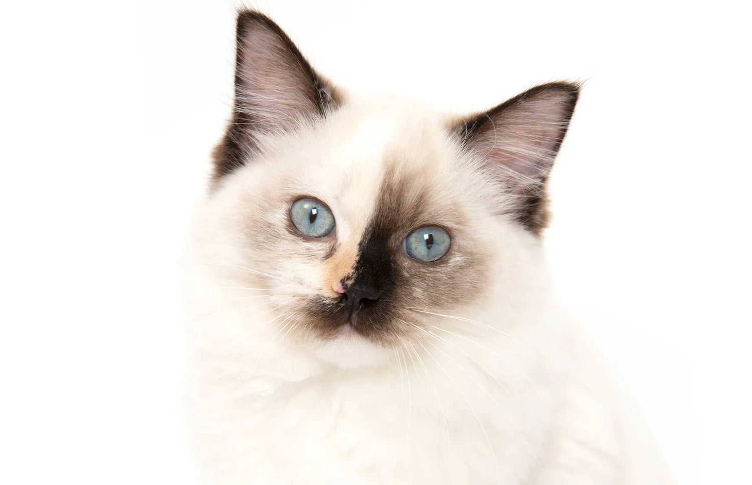 Catit_Banner_Shopify_Mobile_Cat_day-FEB-2026